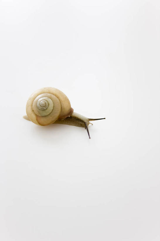 无人,竖图,俯视,室内,特写,白天,白色背景,阴影,反射,蜗牛,影子,一只,爬行,动物,爬,摄影,影棚,软体动物,匍匐,彩图,高角度拍摄,全身,影棚拍摄,拍摄