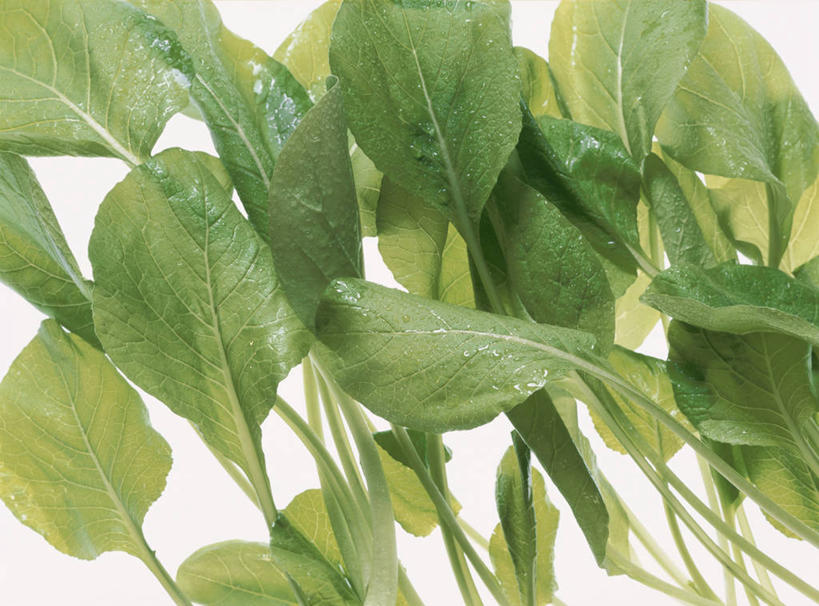 无人,横图,室内,特写,白天,白色背景,正面,水,蔬菜,许多,新鲜,液体,水滴,大白菜,食品,很多,白菜,食物,摄影,有机食品,绿色食品,影棚,结球白菜,胶菜,彩图,影棚拍摄,拍摄,黄芽白