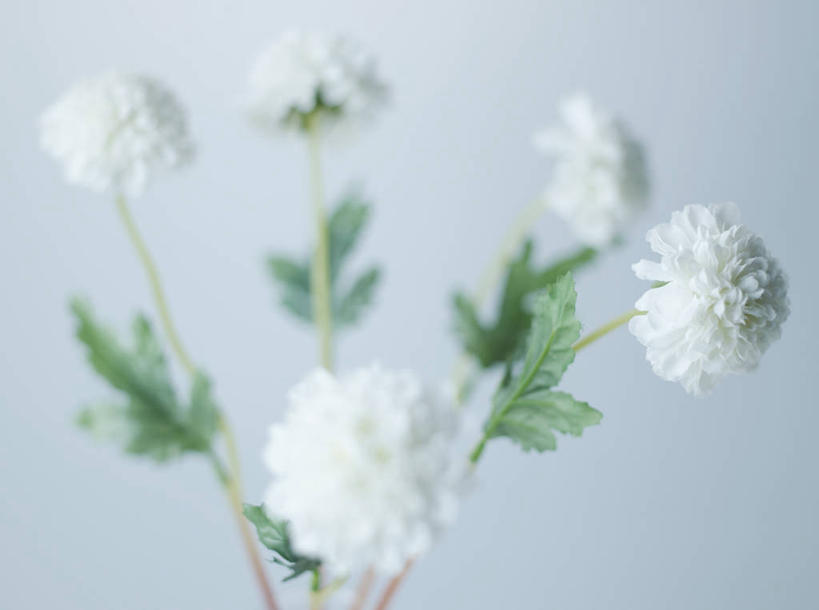 无人,横图,室内,特写,白天,正面,五朵,阴影,朦胧,模糊,盛开,反射,影子,花蕾,花,花瓣,花朵,鲜花,白色,花苞,花蕊,摄影,影棚,彩图,影棚拍摄,拍摄