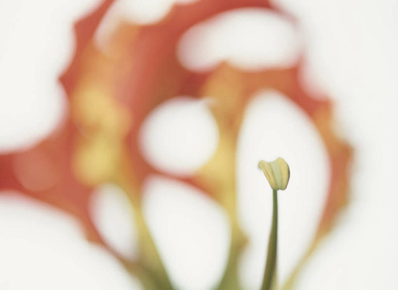 无人,横图,室内,特写,白天,白色背景,正面,阴影,朦胧,模糊,盛开,反射,影子,花蕾,花,花瓣,花朵,鲜花,花苞,花蕊,橙色,摄影,影棚,嘉兰,荣耀,荣光,彩图,影棚拍摄,拍摄,变色兰