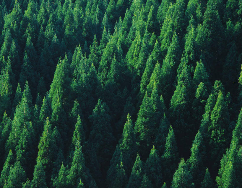 无人,横图,俯视,航拍,室外,白天,美景,森林,山,山脉,树林,植物,松树,阴影,光线,影子,景观,山峰,山峦,树,树木,绿色,阳光,自然,群山,景色,生长,成长,鸟瞰,自然风光,杉树,坚定,长寿,贞洁,柳杉,彩图,高角度拍摄,孔雀松,木沙椤树
