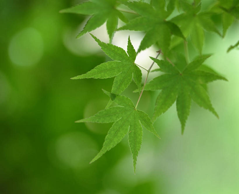 无人,横图,室外,特写,白天,正面,美景,枫树,叶子,朦胧,模糊,景观,枫叶,绿叶,绿色,自然,嫩叶,景色,枫树叶,自然风光,槭树,鸡爪槭,叶,叶片,鸡爪枫,彩图