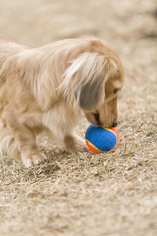 无人,站,竖图,室外,白天,侧面,游戏,宠物,狗,玩具,阴影,朦胧,模糊,光线,腊肠犬,沙子,影子,迷你腊肠犬,玩,注视,娱乐,腊肠狗,一个,一只,阳光,动物,低头,观察,看,站着,休闲,橡胶,可爱,益智,皮球,单个,观看,活动,察看,发泄,关注,消遣,智力,橡胶制品,忠诚,宣泄,迷你腊肠狗,垂头,空心球,犬,玩耍,嬉戏,站立,半身,彩图
