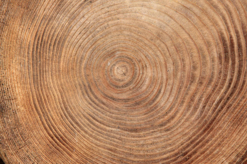 无人,横图,室外,特写,白天,正面,阴影,反射,纹路,纹理,影子,圆环,圆圈,树桩,年轮,树,树干,木桩,年龄,环状,肌理,周期,年数,彩图,全画面,全框架,全帧,全画幅