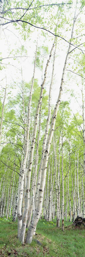 无人,竖图,室外,白天,仰视,旅游,度假,美景,森林,树林,植物,北海道,日本,亚洲,景观,娱乐,树,树木,绿色,自然,享受,休闲,景色,放松,生长,成长,自然风光,东亚,日本国,北海道地方,北海道岛,绢柏,银桦,银桦树,彩图,低角度拍摄