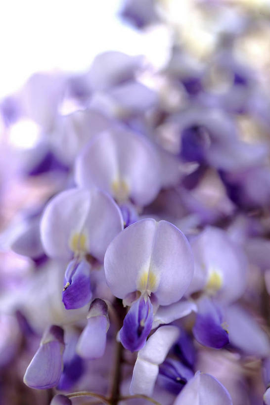 无人,竖图,室外,特写,白天,正面,阴影,朦胧,模糊,盛开,反射,影子,紫藤,花蕾,花,花瓣,花朵,鲜花,花苞,花蕊,朱藤,藤萝,招藤,招豆藤,彩图