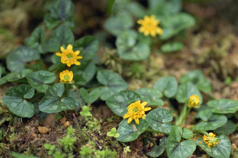 无人,横图,俯视,室外,特写,白天,花海,花圃,美景,植物,叶子,朦胧,模糊,盛开,景观,绿叶,花蕾,花,花瓣,花朵,花卉,鲜花,绿色,自然,花丛,花束,花田,花苞,花蕊,嫩叶,景色,自然风光,叶,叶片,彩图,高角度拍摄,土黄连,白屈菜,地黄连,断肠草,胡黄连,假黄连,牛金花,山黄连,小黄连,雄黄草