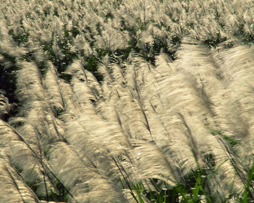 无人,横图,室外,白天,正面,美景,植物,阴影,朦胧,模糊,光线,影子,景观,蒲苇,绿色,阳光,自然,景色,生长,成长,自然风光,彩图