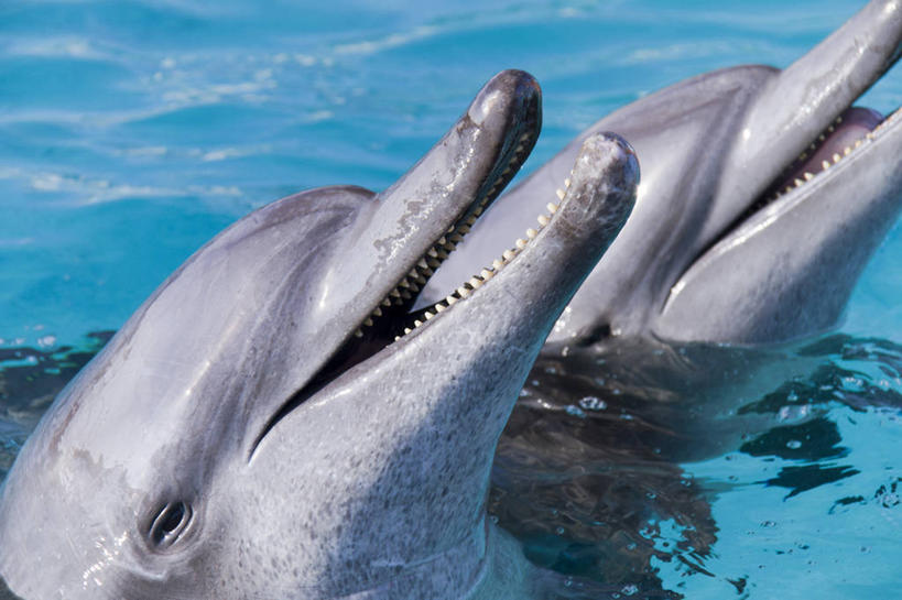 头,无人,横图,室外,特写,白天,侧面,海浪,海洋,哺乳动物,海豚,鲸鱼,阴影,光线,影子,浪花,大喊,海洋生物,阳光,海水,动物,张嘴,两只,鲸,水生动物,水生物,张大嘴巴,海景,海底动物,鲸类,头部,大海,风浪,海,海水的波动,近岸浪,涌浪,张开嘴,半身,彩图