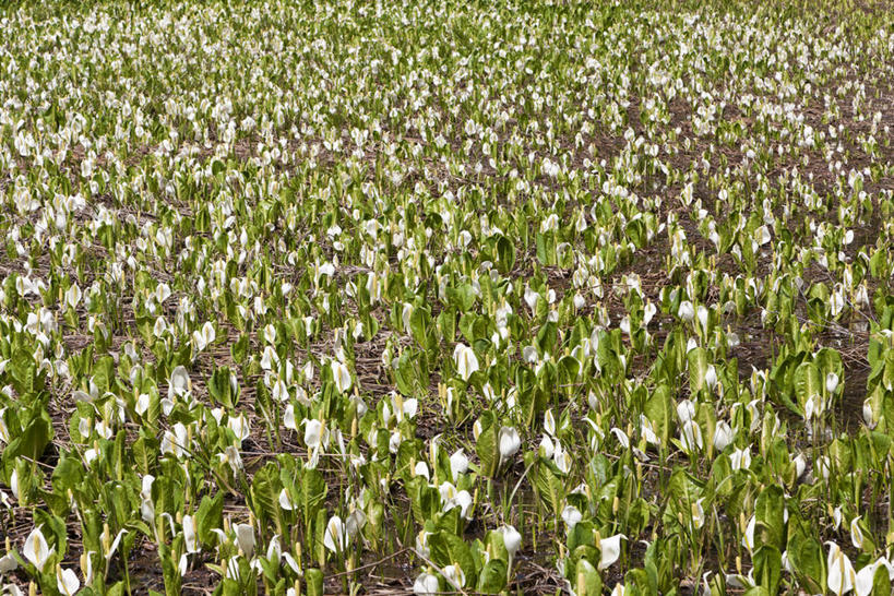 无人,横图,俯视,室外,特写,白天,花海,花圃,美景,植物,叶子,长野县,日本,亚洲,阴影,盛开,光线,影子,景观,草药,药草,花蕾,中药,花,花瓣,花朵,花卉,鲜花,绿色,阳光,自然,花丛,花束,花田,花苞,花蕊,景色,有毒,自然风光,药材,中草药,东亚,中药材,本草,本州,本州岛,日本国,中部地方,长野,臭菘,彩图,高角度拍摄