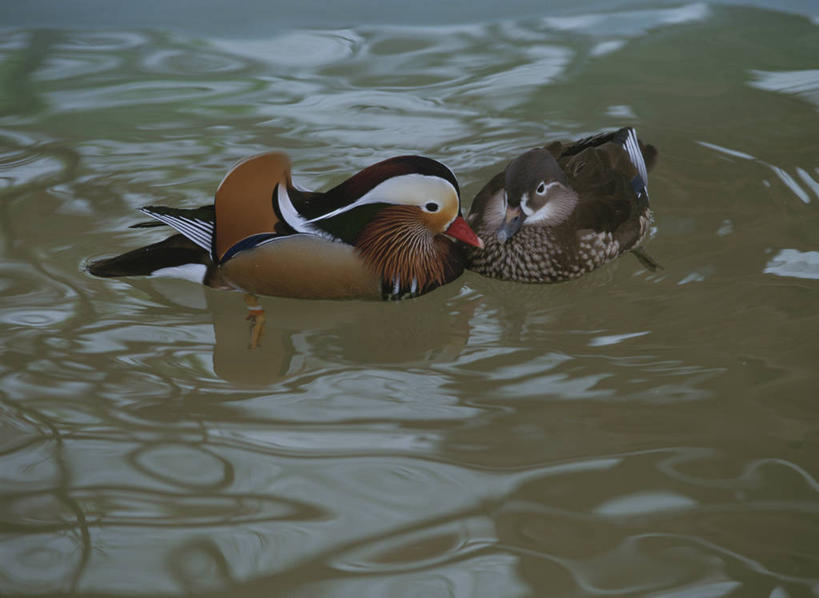 游泳,无人,横图,俯视,室外,特写,白天,河流,美景,水,鸟,鸳鸯,阴影,光线,鸟类,鸭,影子,河水,景观,水流,注视,阳光,自然,动物,观察,看,两只,景色,观看,察看,关注,自然风光,泅水,拍浮,匹鸟,官鸭,彩图,高角度拍摄,全身,中国官鸭,邓木鸟,乌仁哈钦