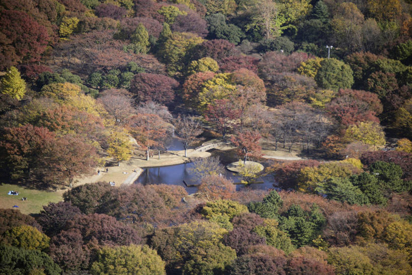 无人,公园,横图,俯视,航拍,室外,白天,旅游,度假,美景,森林,树林,植物,道路,路,东京,日本,亚洲,阴影,光线,影子,景观,小路,交通,娱乐,树,树木,绿色,阳光,自然,享受,休闲,景色,放松,生长,成长,鸟瞰,自然风光,东亚,本州,关东地方,本州岛,日本国,东京都,涩谷,涉谷,涩谷区,代代木公园,彩图,高角度拍摄