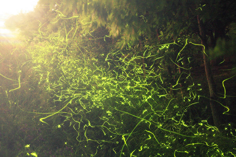 无人,横图,室外,夜晚,正面,旅游,度假,美景,树林,植物,长野县,日本,亚洲,许多,飞翔,朦胧,模糊,飞行,昆虫,景观,甲壳虫,很多,翱翔,娱乐,飞,树,树木,绿色,自然,动物,享受,休闲,景色,放松,夜光,生长,成长,景天,自然风光,甲虫,益虫,萤火虫,东亚,本州,本州岛,日本国,中部地方,长野,流萤,如熠燿,宵烛,耀夜,夜照,半身,彩图,镜头光晕,透镜闪耀,眩光