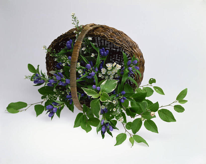 无人,交叉,横图,室内,特写,白天,正面,竹子,叶子,阴影,灰色背景,竹制,盛开,编织,反射,篮子,影子,绿叶,花蕾,花,花瓣,花朵,鲜花,竹篮,花苞,花蕊,嫩叶,摄影,影棚,竹条,龙胆,交织,竹制品,龙胆花,穿插,叶,叶片,彩图,影棚拍摄,拍摄,地胆头,苦地胆,三花龙胆