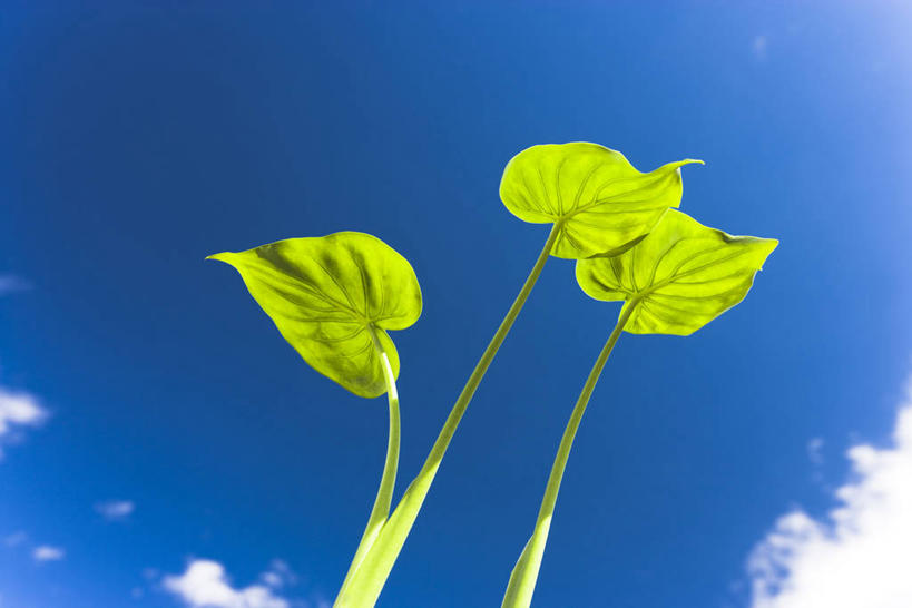 无人,横图,室外,特写,白天,仰视,美景,叶子,阴影,光线,影子,景观,云,云朵,芋头,绿叶,云彩,蓝色,白云,蓝天,天空,阳光,自然,天,嫩叶,毛芋,毛芋头,芋奶,景色,晴朗,自然风光,青芋,芋子,叶,叶片,晴空,芋艿,彩图,低角度拍摄