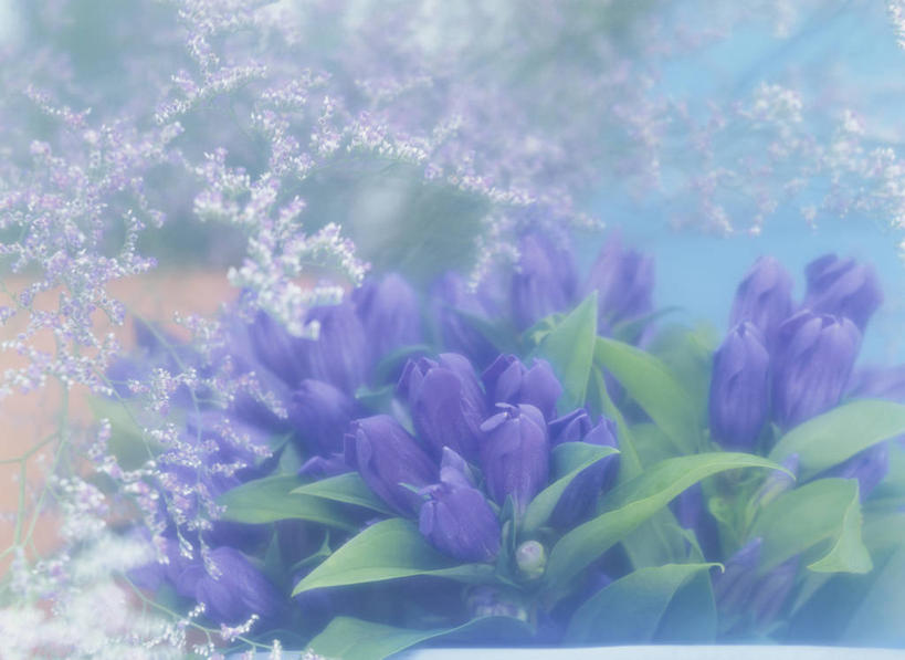 无人,横图,室内,特写,白天,正面,叶子,阴影,朦胧,模糊,盛开,反射,影子,绿叶,花蕾,花,花瓣,花朵,鲜花,花苞,花蕊,嫩叶,龙胆,龙胆花,叶,叶片,彩图,地胆头,苦地胆,三花龙胆