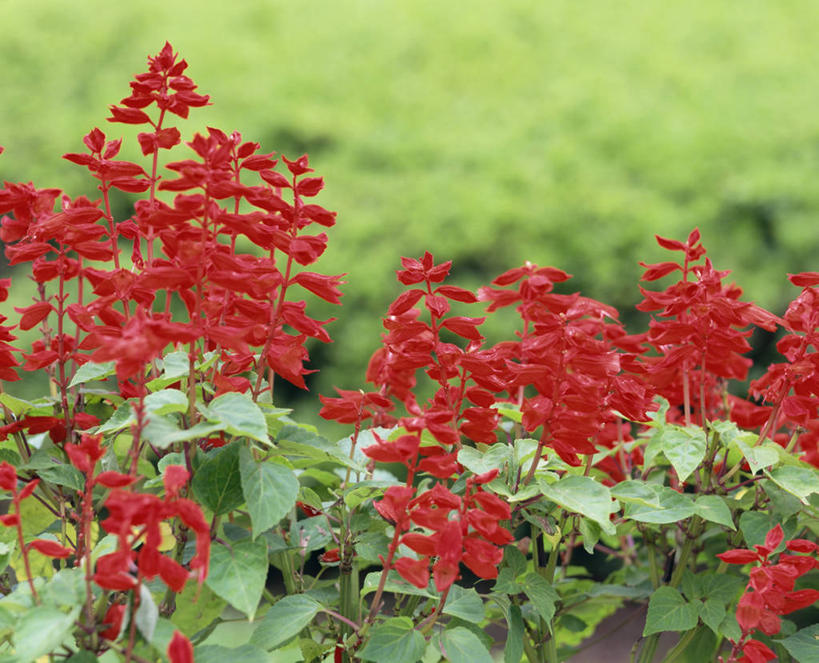 无人,横图,室外,特写,白天,正面,花海,花圃,美景,植物,叶子,阴影,朦胧,模糊,盛开,光线,影子,景观,花蕾,花,花瓣,花朵,花卉,鲜花,绿色,阳光,自然,花丛,花束,花田,花苞,花蕊,景色,恋爱,一串红,自然风光,爆仗红,炮仗红,彩图,炮仔花,墙下红