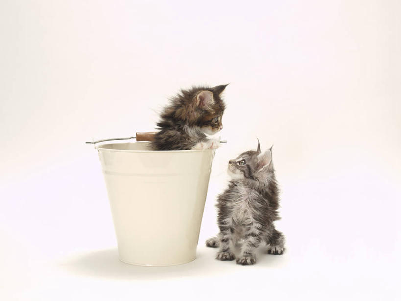 无人,站,坐,横图,室内,白天,白色背景,正面,宠物,猫,阴影,反射,水桶,桶,影子,注视,一个,动物,容器,观察,看,站着,两只,可爱,摄影,影棚,单个,观看,储藏,察看,储存,关注,猫咪,站立,坐着,彩图,全身,影棚拍摄,拍摄,贮存