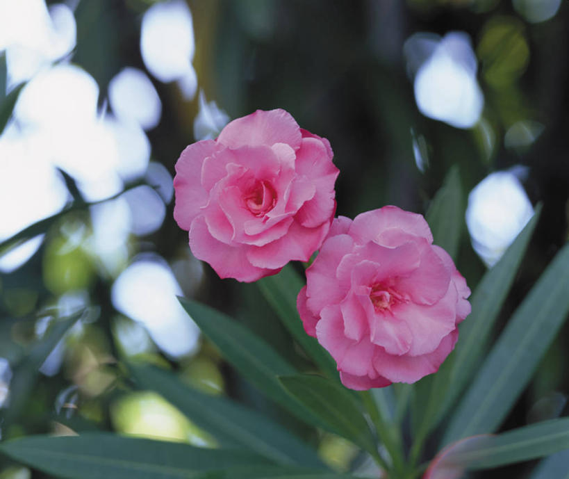 无人,横图,室外,特写,白天,正面,美景,叶子,阴影,朦胧,模糊,盛开,光线,影子,景观,绿叶,花蕾,花,花瓣,花朵,鲜花,两朵,粉色,阳光,自然,花苞,花蕊,嫩叶,景色,夹竹桃,自然风光,柳叶桃,半年红,叶,叶片,彩图