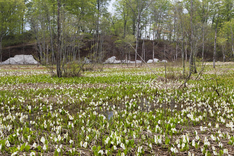 无人,横图,室外,白天,正面,旅游,度假,美景,树林,植物,长野县,日本,亚洲,阴影,光线,影子,景观,草药,药草,娱乐,中药,树,树木,绿色,阳光,自然,享受,休闲,景色,放松,生长,成长,有毒,自然风光,药材,中草药,东亚,中药材,本草,本州,本州岛,日本国,中部地方,长野,臭菘,彩图