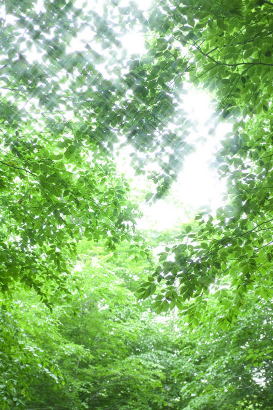 无人,竖图,室外,白天,仰视,旅游,度假,美景,森林,树林,植物,叶子,日本,亚洲,阴影,光线,影子,景观,绿叶,娱乐,树,树木,绿色,天空,阳光,自然,天,享受,休闲,嫩叶,景色,放松,生长,成长,自然风光,东亚,山毛榉,本州,本州岛,日本国,岩手,岩手县,东北地方,麻栎金刚,山毛榉树,八幡平市,叶,叶片,彩图,低角度拍摄