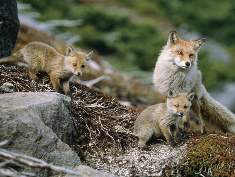 无人,站,横图,室外,白天,正面,旅游,度假,草地,草坪,石头,美景,植物,狐狸,野生动物,北海道,日本,亚洲,三只,朦胧,模糊,石子,景观,注视,娱乐,草,绿色,自然,动物,观察,看,站着,享受,休闲,景色,放松,观看,察看,关注,自然风光,狡猾,东亚,日本国,北海道地方,北海道岛,狡诈,石块,岩石,站立,彩图,全身,十胜综合振兴局,振兴局,道东