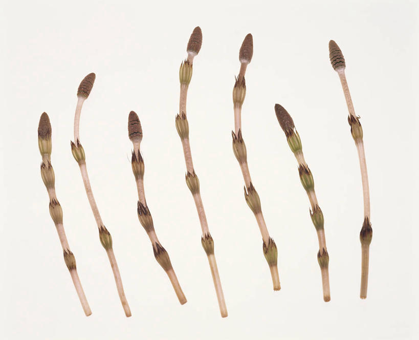 无人,横图,室内,特写,白天,白色背景,正面,一排,许多,整齐,很多,排列,马尾,摄影,影棚,队列,问荆,接续草,公母草,搂接草,空心草,马蜂草,猪鬃草,黄蚂草,节节草,接骨草,彩图,影棚拍摄,拍摄,木贼,马尾植物