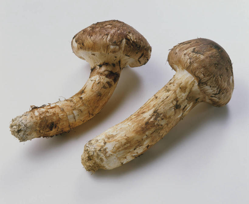 无人,横图,俯视,室内,特写,白天,白色背景,蔬菜,阴影,新鲜,反射,影子,菌菇,食品,褐色,松茸,菌类,松蕈,食物,两个,食用菌,摄影,有机食品,绿色食品,影棚,真菌,大花菌,剥皮菌,菌中之王,山珍,松菇,松菌,松口蘑,裕茂萝,药用菌,彩图,高角度拍摄,影棚拍摄,拍摄