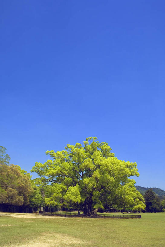 无人,竖图,室外,白天,正面,旅游,度假,草地,草坪,美景,植物,奈良县,日本,亚洲,阴影,光线,影子,景观,娱乐,草,树,树木,蓝色,绿色,蓝天,天空,阳光,自然,天,享受,休闲,景色,放松,生长,晴朗,成长,自然风光,东亚,本州,万里无云,本州岛,日本国,近畿地方,奈良,近畿,县厅,奈良市,晴空,晴空万里,彩图
