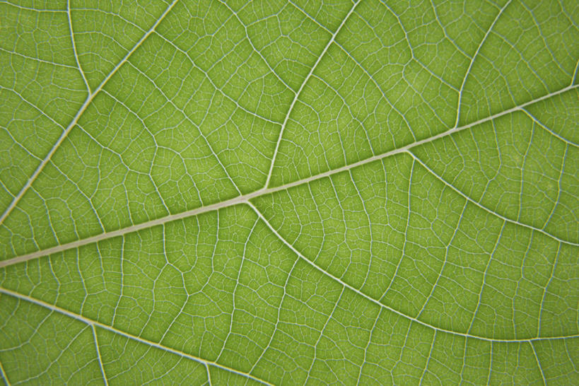 无人,横图,室内,特写,白天,正面,植物,叶子,一片,纹理,绿叶,绿色,嫩叶,肌理,叶,叶片,叶脉,彩图