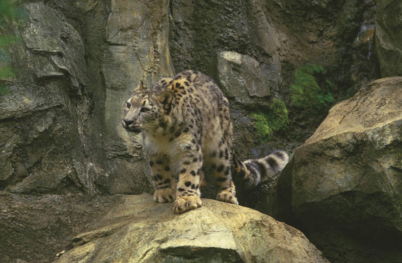 无人,站,横图,室外,白天,正面,旅游,度假,石头,美景,植物,野生动物,一头,石子,景观,注视,娱乐,树,树木,绿色,自然,动物,观察,看,站着,享受,休闲,景色,放松,生长,成长,观看,察看,关注,自然风光,雪豹,凶猛,草豹,残暴,凶残,石块,岩石,站立,彩图,全身