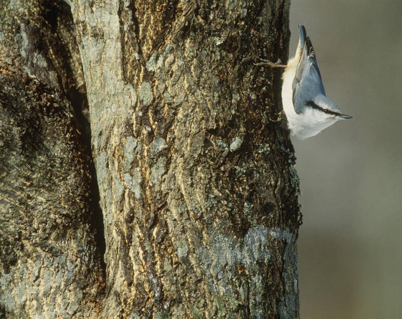 无人,站,横图,室外,特写,白天,侧面,美景,鸟,阴影,朦胧,模糊,光线,鸟类,知更鸟,影子,景观,树桩,注视,树,树干,一只,阳光,自然,观察,看,站着,木桩,景色,观看,察看,关注,自然风光,红襟鸟,欧亚鸲,知更雀,罗宾鸟,站立,半身,彩图