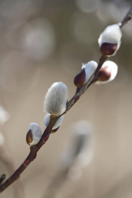 无人,竖图,室外,特写,白天,正面,自由,美景,阴影,朦胧,模糊,光线,影子,景观,猫柳,枝条,树枝,阳光,自然,景色,生命,自然风光,银芽柳,棉花柳,银柳,虬枝,枝杈,彩图