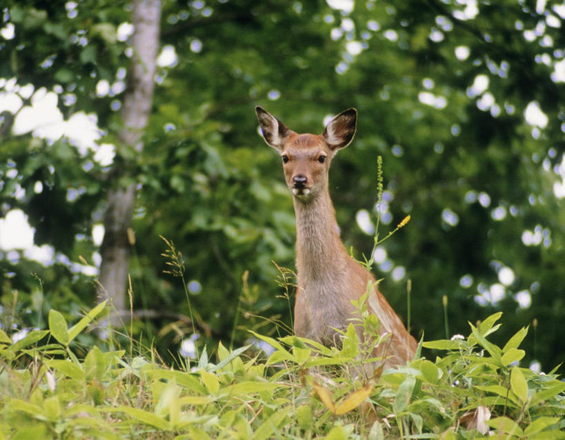 无人,站,横图,室外,白天,仰视,旅游,度假,草地,草坪,美景,植物,鹿,野生动物,北海道,日本,亚洲,朦胧,模糊,景观,注视,娱乐,草,树,树木,一只,绿色,自然,动物,观察,看,站着,享受,休闲,景色,放松,可爱,活泼,生长,成长,观看,察看,关注,自然风光,东亚,日本国,北海道地方,北海道岛,钏路支厅,花鹿,梅花鹿,站立,半身,彩图,低角度拍摄,振兴局,阿寒郡,钏路综合振兴局,道东,鹤居村