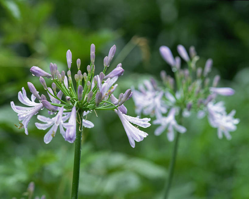 无人,横图,室外,特写,白天,正面,爱情,美景,水,露水,叶子,朦胧,模糊,盛开,透明,液体,景观,水滴,绿叶,花蕾,水珠,花,花瓣,花朵,鲜花,紫色,自然,露珠,花苞,花蕊,嫩叶,景色,恋爱,生机,百子莲,剔透,自然风光,灵动,通明,蓝花君子兰,紫花君子兰,紫君子兰,紫穗兰,叶,叶片,彩图,晶莹