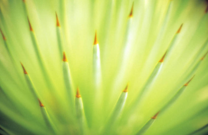 无人,横图,室内,特写,白天,正面,龙舌兰,叶子,阴影,朦胧,模糊,反射,影子,绿叶,嫩叶,希望,番麻,叶,叶片,彩图,付出,龙舌掌