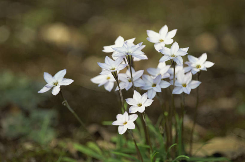 无人,横图,室外,特写,白天,正面,美景,报春花,叶子,阴影,朦胧,模糊,盛开,光线,影子,景观,绿叶,花蕾,花,花瓣,花朵,鲜花,白色,阳光,自然,花苞,花蕊,嫩叶,景色,自然风光,樱草,独一,仅有,唯一,唯有,惟一,惟有,七瓣莲,年景花,四季报春,叶,叶片,彩图