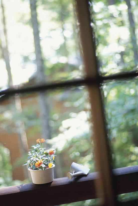 无人,竖图,室内,白天,正面,植物,窗户,阴影,朦胧,模糊,盛开,光线,盆栽,影子,盆景,花蕾,玻璃窗,花,花瓣,花朵,鲜花,绿色,阳光,自然,瓶子,塑料制品,花苞,花蕊,塑料瓶,生长,成长,喷雾瓶,彩图,喷瓶