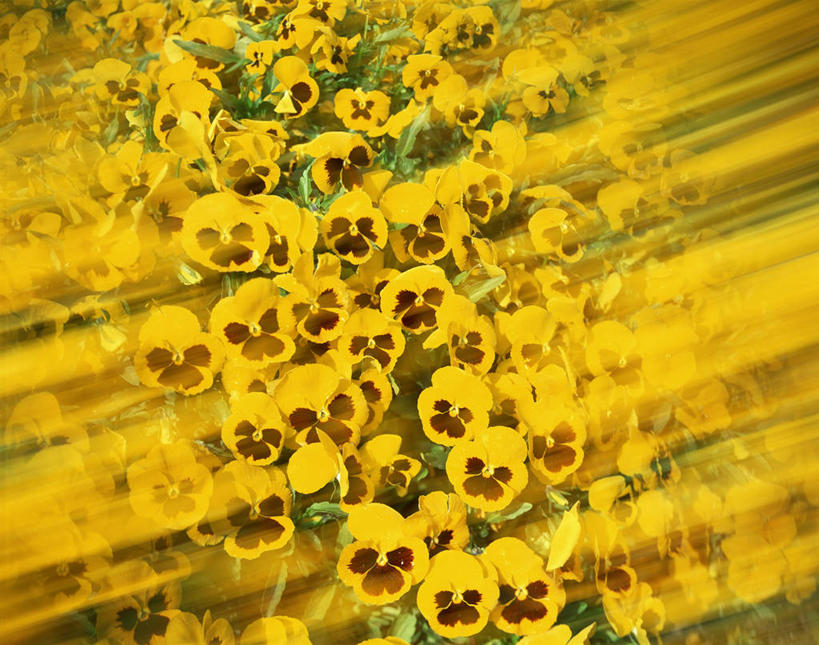 无人,横图,俯视,室外,特写,白天,快乐,美景,阴影,朦胧,模糊,盛开,光线,影子,景观,三色堇,花蕾,花,花瓣,花朵,鲜花,黄色,阳光,自然,蝴蝶花,花苞,花蕊,景色,沉思,自然风光,三色堇菜,人面花,猫脸花,阳蝶花,鬼脸花,猫儿脸,思念,彩图,高角度拍摄