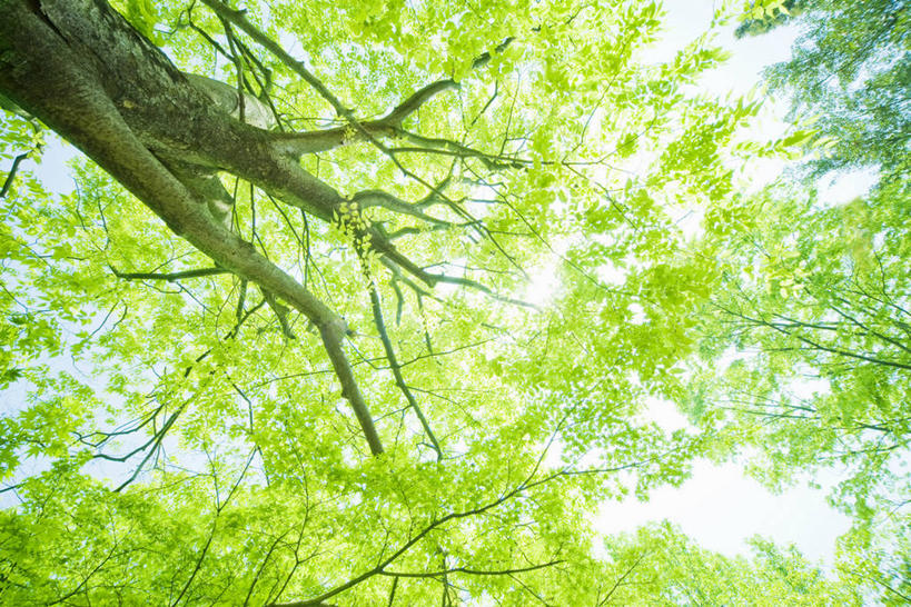 无人,横图,室外,白天,仰视,旅游,度假,美景,森林,树林,植物,日本,亚洲,阴影,光线,影子,景观,树桩,娱乐,树,树干,树木,绿色,阳光,自然,享受,休闲,木桩,景色,放松,生长,成长,自然风光,东亚,本州,本州岛,日本国,近畿地方,近畿,滋贺,滋贺县,县厅,大津市,彩图,低角度拍摄,大津