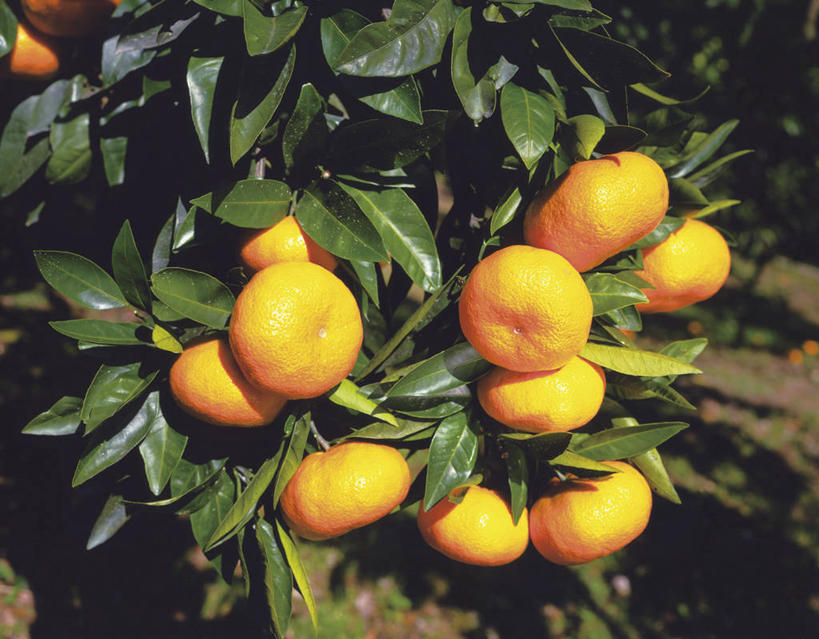 无人,横图,室外,特写,白天,正面,美景,植物,柑橘,水果,叶子,许多,吊挂,悬挂,阴影,朦胧,模糊,新鲜,光线,影子,景观,生食,食品,果实,果树,绿叶,很多,挂,树,树木,食物,黄色,绿色,阳光,自然,嫩叶,景色,有机食品,绿色食品,生长,成长,自然风光,柑桔,叶,叶片,橘子,桔子,彩图,大红蜜橘,大红袍,红橘,黄橘,宽皮橘,桔子树