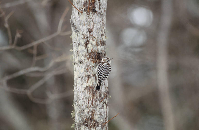 无人,站,横图,室外,白天,美景,植物,鸟,啄木鸟,朦胧,模糊,鸟类,景观,树桩,树,树干,树木,一只,背面,绿色,自然,站着,木桩,景色,生长,成长,自然风光,森林医生,站立,彩图,全身,益鸟,侏儒啄木鸟