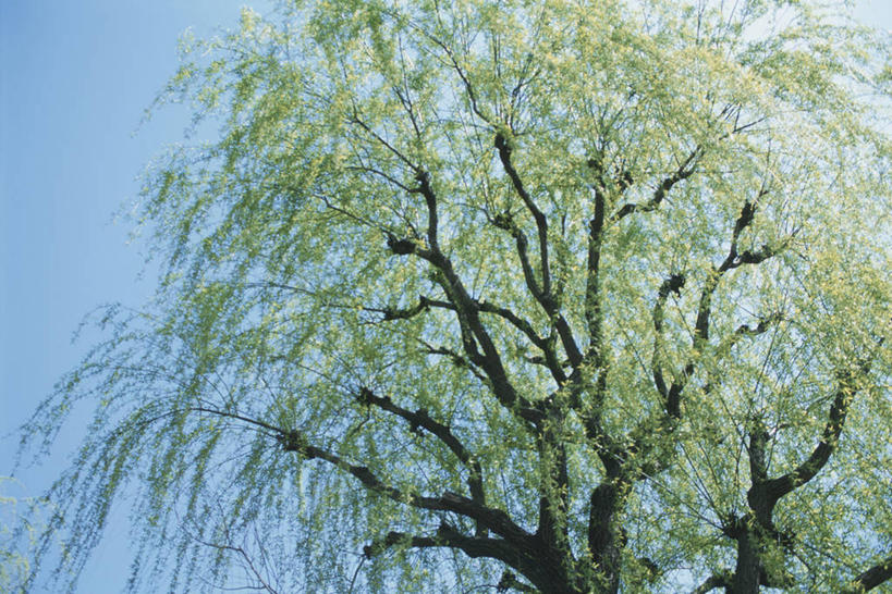 无人,横图,室外,白天,仰视,美景,植物,柳树,一棵,阴影,光线,影子,景观,垂柳,树,树木,蓝色,绿色,蓝天,天空,阳光,自然,天,景色,生长,晴朗,成长,自然风光,万里无云,倒挂柳,晴空,晴空万里,垂枝柳,彩图,低角度拍摄