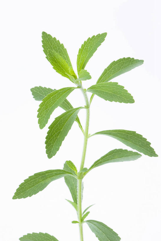 无人,竖图,室内,特写,白天,白色背景,正面,植物,叶子,纹理,绿叶,草药,药草,中药,绿色,嫩叶,摄影,影棚,药材,中草药,中药材,本草,肌理,甜叶菊,叶,叶片,叶脉,彩图,影棚拍摄,拍摄