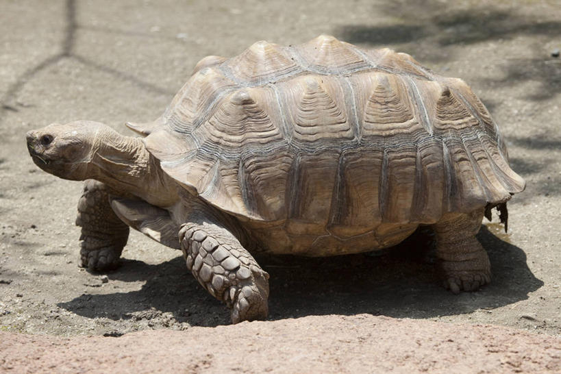 无人,站,横图,室外,特写,白天,侧面,美景,龟,阴影,朦胧,模糊,光线,爬行动物,影子,景观,注视,一只,阳光,自然,动物,观察,看,站着,健康,景色,观看,察看,关注,自然风光,坚定,长寿,陆龟,抬头,仰头,站立,彩图,全身,非洲盾臂龟