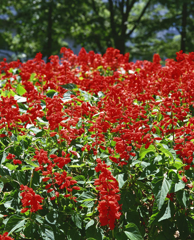 无人,竖图,室外,特写,白天,正面,花海,花圃,美景,植物,叶子,阴影,朦胧,模糊,盛开,光线,影子,景观,花蕾,花,花瓣,花朵,花卉,鲜花,绿色,阳光,自然,花丛,花束,花田,花苞,花蕊,景色,恋爱,一串红,自然风光,爆仗红,炮仗红,彩图,炮仔花,墙下红