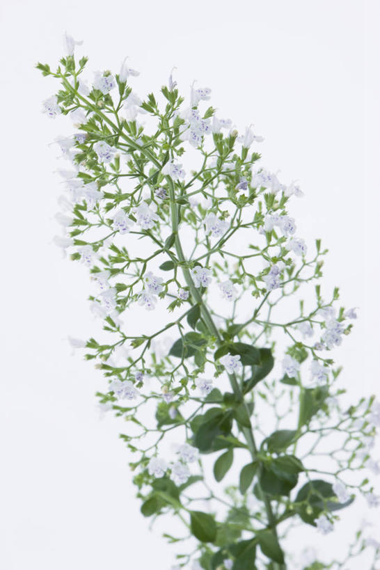 无人,竖图,室内,特写,白天,白色背景,正面,植物,草药,药草,中药,绿色,自然,摄影,影棚,生长,成长,药材,中草药,九层塔,中药材,本草,节节草,彩图,影棚拍摄,拍摄,熊胆草,苦地胆,风轮菜,蜂窝草