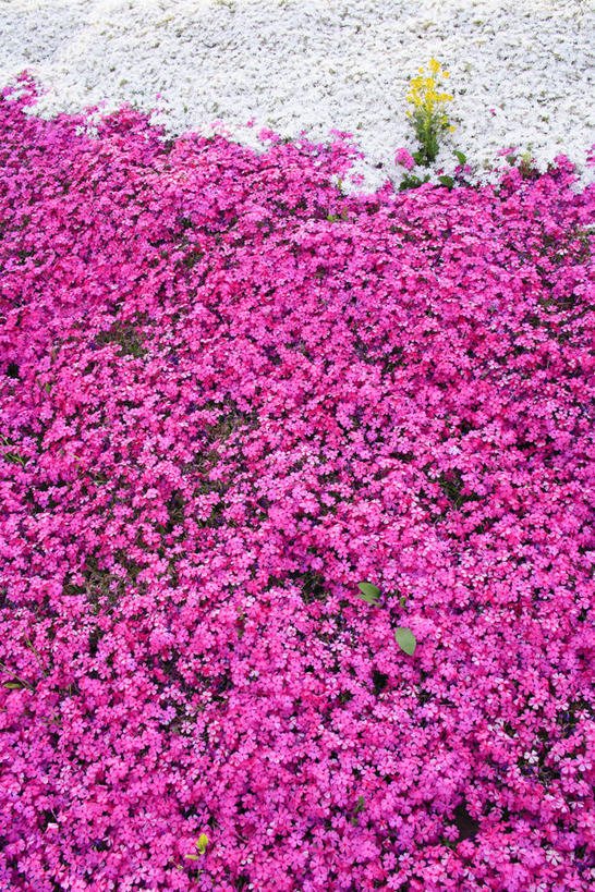 无人,竖图,俯视,室外,白天,美景,阴影,盛开,光线,影子,景观,花蕾,花,花瓣,花朵,鲜花,粉色,阳光,自然,花苞,花蕊,油菜花,景色,自然风光,彩图,高角度拍摄,芸苔,芸薹