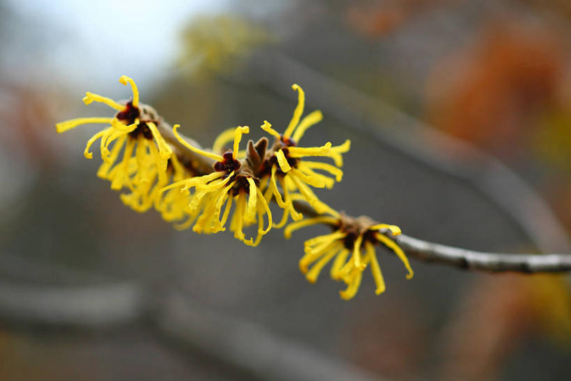 无人,横图,室外,特写,白天,正面,美景,植物,阴影,朦胧,模糊,盛开,光线,影子,景观,枝条,花蕾,花,花瓣,花朵,鲜花,树,树木,树枝,黄色,绿色,阳光,自然,花苞,花蕊,景色,生长,成长,灵感,自然风光,金缕梅,木里香,牛踏果,虬枝,枝杈,彩图