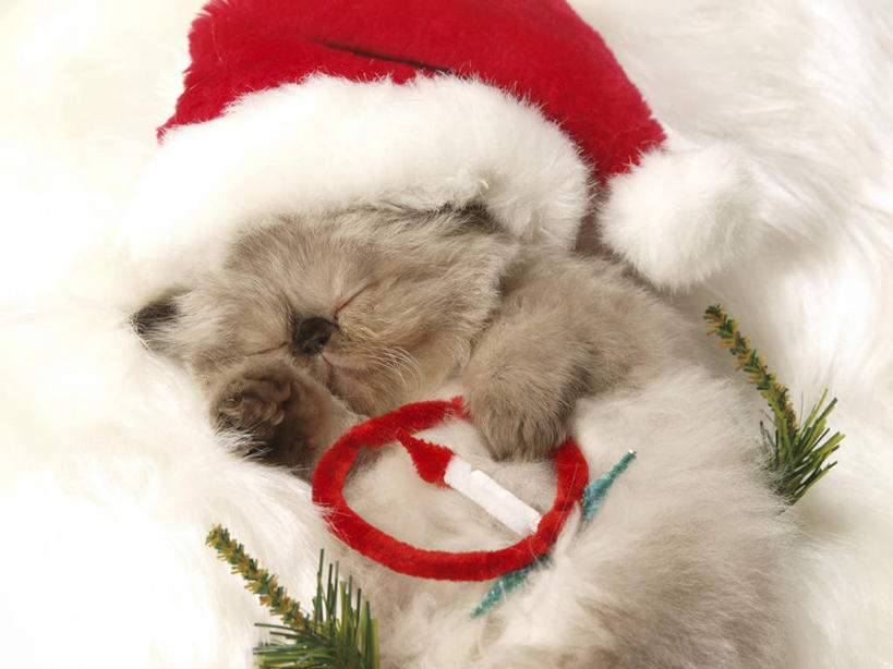 无人,躺,闭眼,睡,横图,俯视,室内,特写,白天,白色背景,宠物,猫,帽子,圣诞节,阴影,节日,庆祝,反射,影子,文化,一只,红色,动物,庆典,圣诞帽,可爱,摄影,影棚,纪念,猫咪,喜马拉雅猫,棉帽,卧着,闭眼睛,闭着眼,闭着眼睛,困,困觉,寝息,睡觉,躺着,卧,半身,彩图,高角度拍摄,影棚拍摄,拍摄